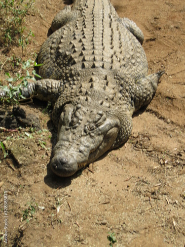visiting a safari in south africa, coming face to face with several african crocodiles