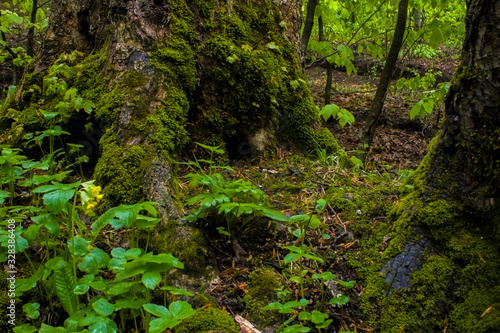 moss on a tree