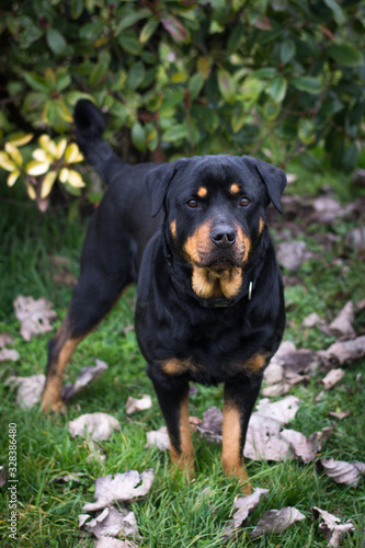 Wallpaper Mural Rottweiler in the garden Torontodigital.ca