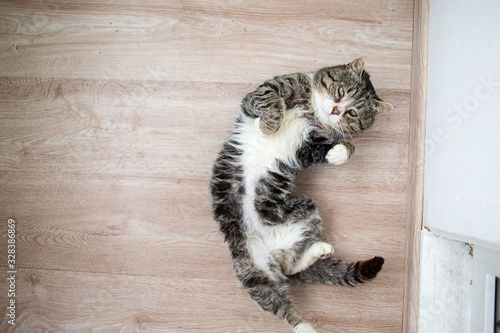 Adorable aged cat resting on floor at home