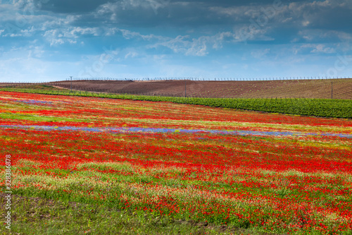 Foto field of wild flowers and vineyards. Ribera del Duero. Spain