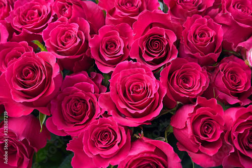 Natural beautiful pink rose background.