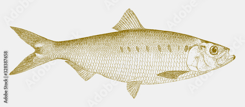 Male hickory shad, alosa mediocris, a fish from east coast of the united states in side view