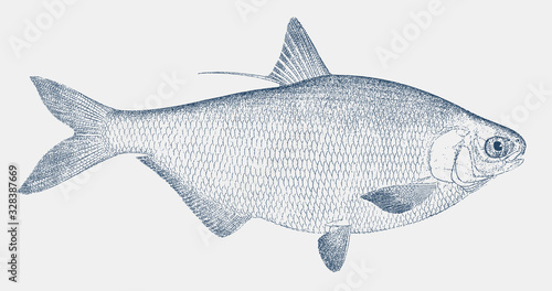American gizzard shad dorosoma cepedianum, a fish from the United Sates in side view