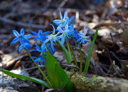 Картината върху платно Primrose, the first spring flower -  Scilla bifolia .