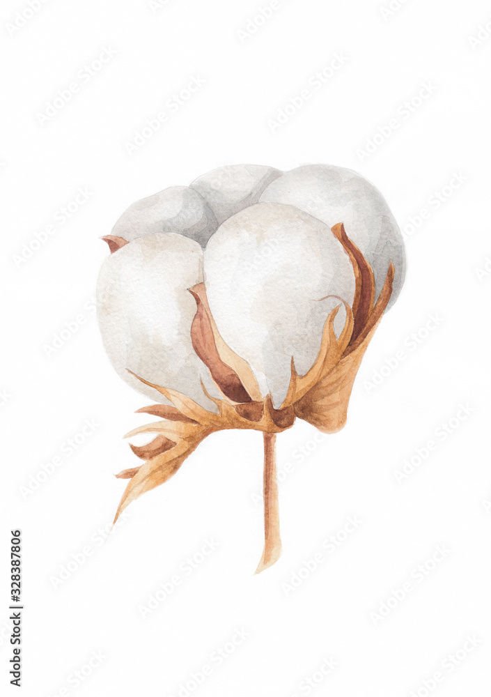 Watercolor Cotton Plant Isolated on White. Drawing of Cotton Bolls. Rustic  Floral Wedding Arrangeme' Art Print - Inna Sinano | Art.com