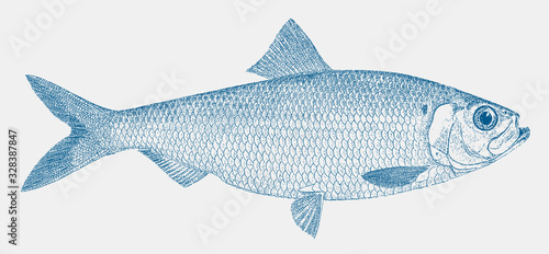 Male alewife, alosa pseudoharengus, a species of herring from north america in side view