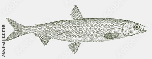 Surf smelt, hypomesus pretiosus, a marine fish from the eastern pacific in side view