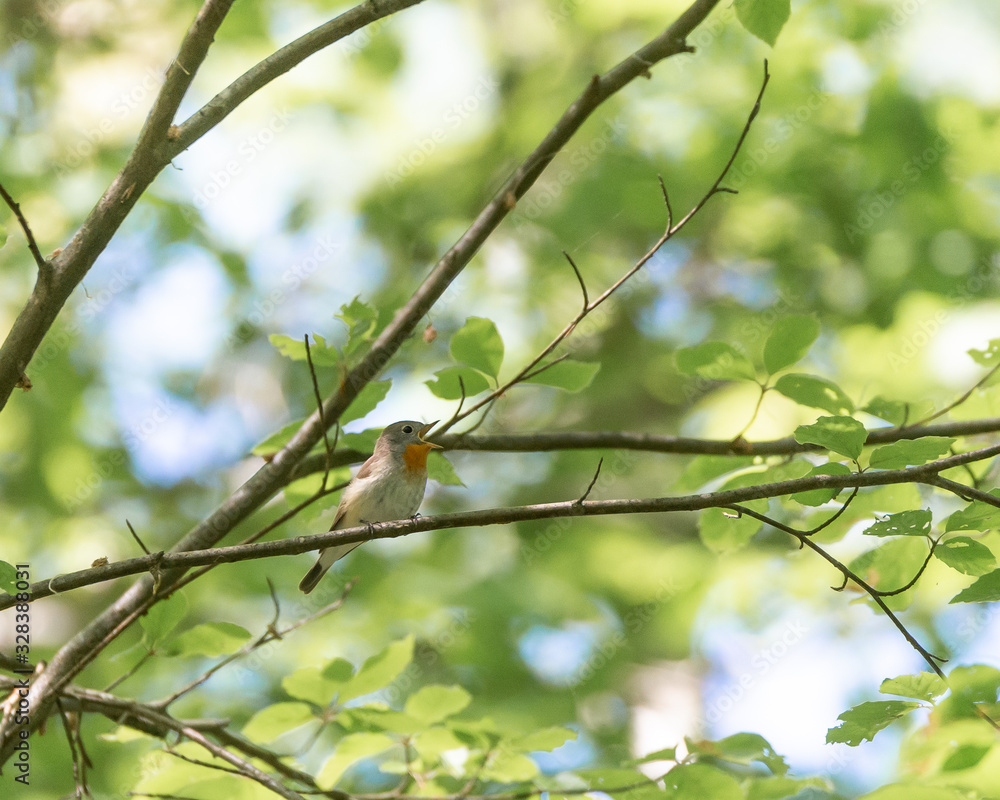 Red-breasted Flycatcher (Ficedula parva), rare bird in Sweden. This one sits in the trees, sings and twitter. Green leafs soft focus, bokeh, background with copy space. Red-breasted Flycatcher (Ficedula parva), rare bird in Sweden. This one sits in the trees, sings and twitter. Green leafs soft focus, bokeh, background with copy space.
