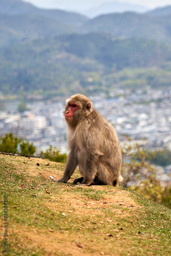 A single monkey at Iwatayama mountain monkey park.