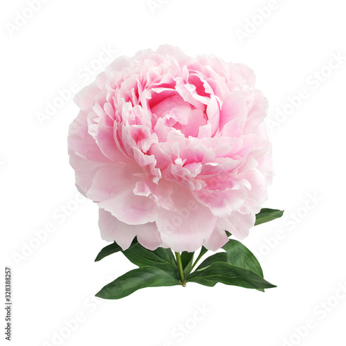 Colorful peonies isolated white in beautiful style. Pink fresh peonies. Spring summer wedding background.