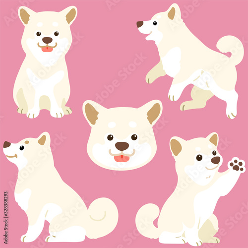 Set of flat colored white Shiba Inu illustrations