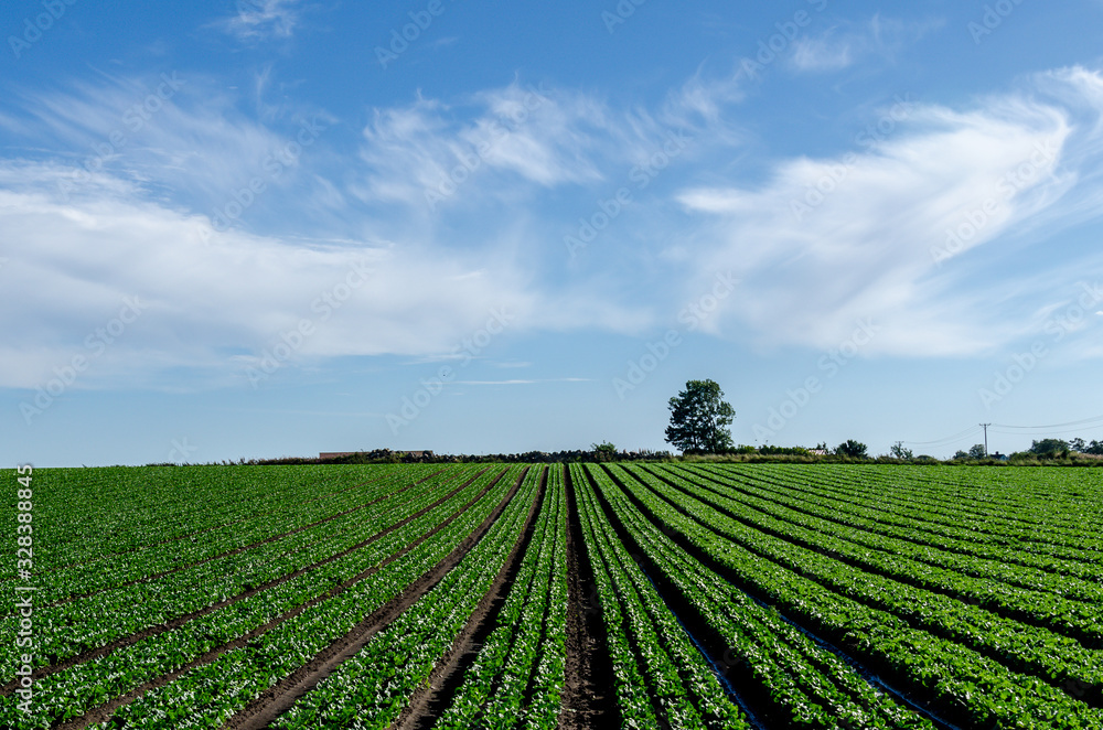 Farming landscape with crops, rows of green salad and vegetables, agriculture in Skåne in Sweden. Blue sky background. Copy space, with place for text.