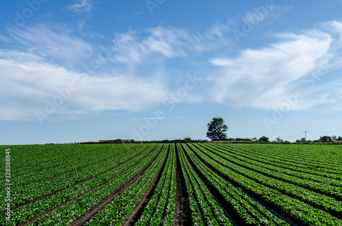 Farming landscape with crops, rows of green salad and vegetables, agriculture in Skåne in Sweden. Blue sky background. Copy space, with place for text.