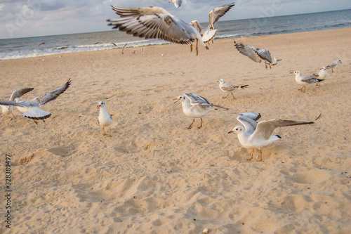 piękne ptaki biała mewa nad morzem stado na plaży