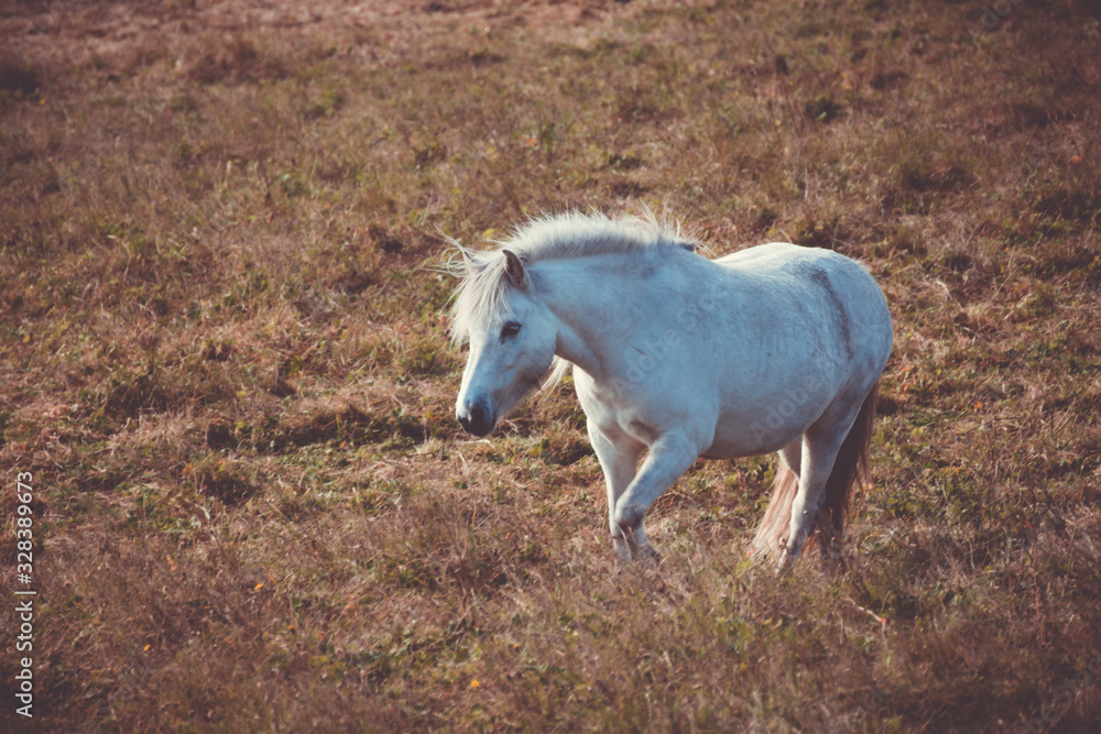 Fototapeta premium caballo salvaje