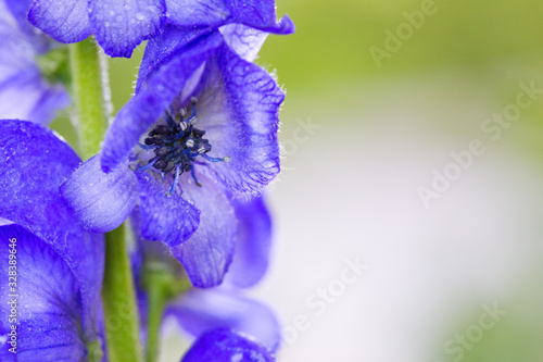 Close up view on Aconitum carmichaelii isolated on blur background. photo