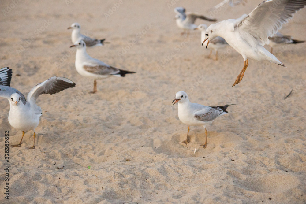 piękne ptaki biała mewa nad morzem stado na plaży piękne ptaki biała mewa nad morzem stado na plaży