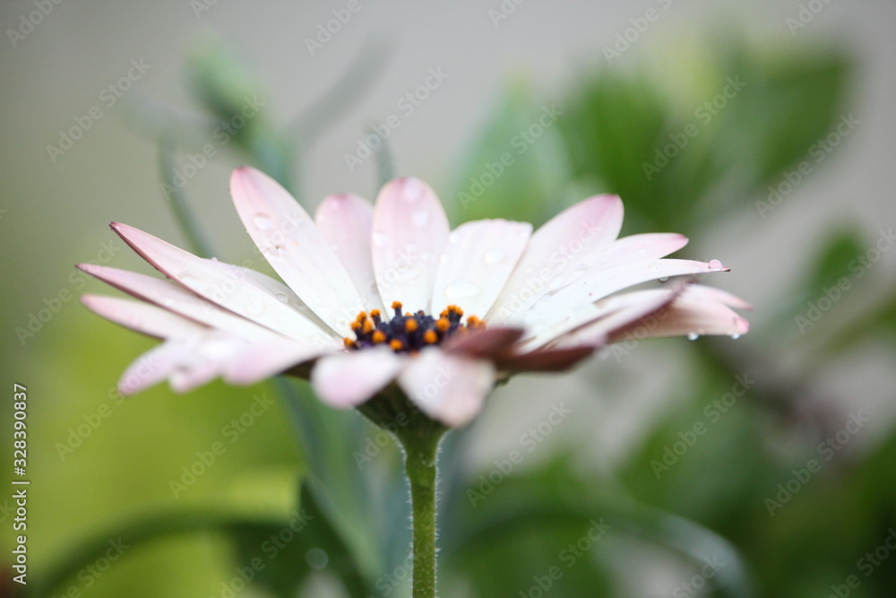 Obraz premium white flower