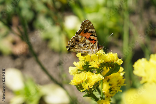 a small tortoiseshell butterfly on a yellow flower