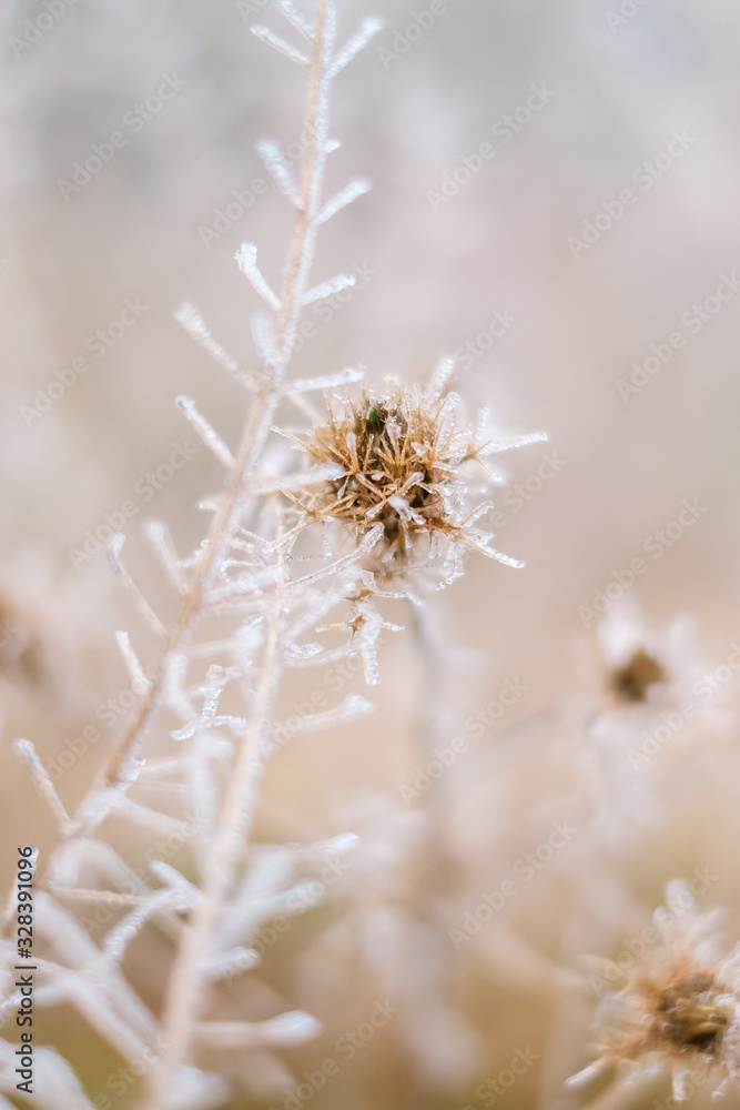 Flora in winter with frozen ice crystals Flora in winter with frozen ice crystals