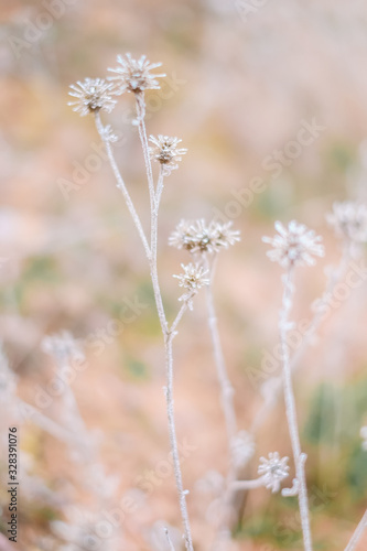 Flora in winter with frozen ice crystals © LourdesConvertida