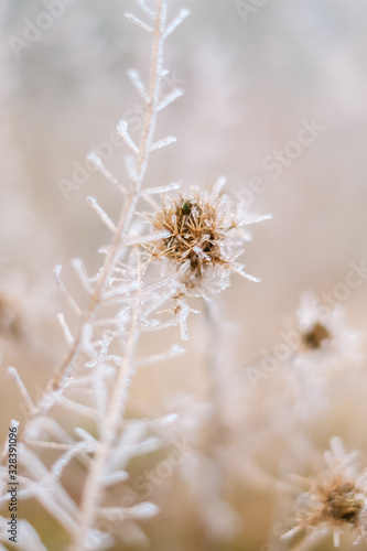 Flora in winter with frozen ice crystals