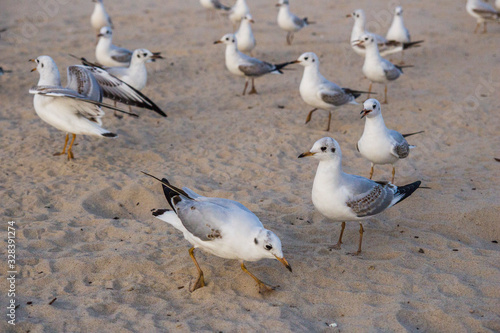 piękne ptaki biała mewa nad morzem stado na plaży