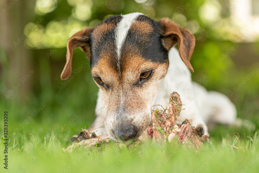 little cute Jack Russell Terrier dog eats a bone with meat and chews outdoor little cute Jack Russell Terrier dog eats a bone with meat and chews outdoor
