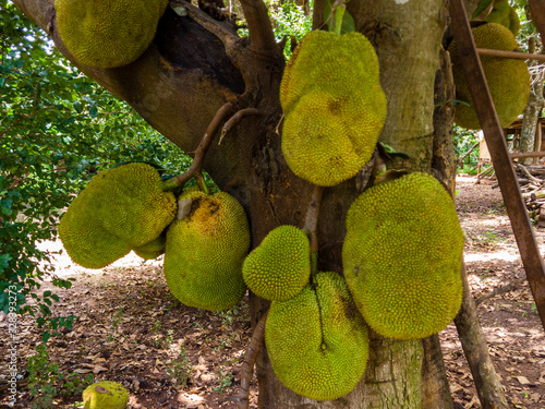 Beautiful Artocarpus heterophyllus on the fruit tree photo