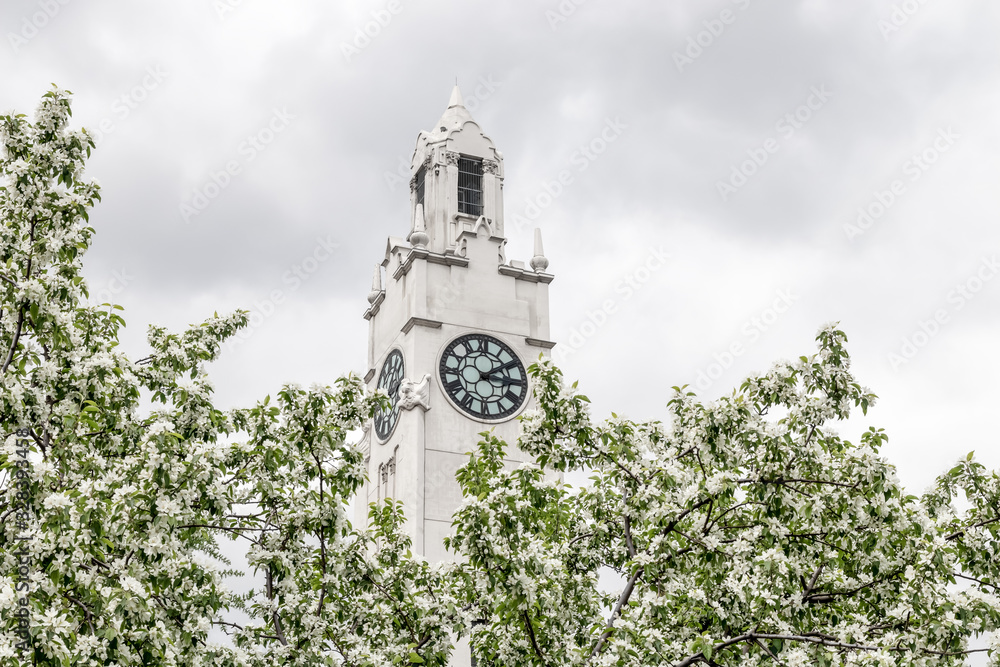 Obraz premium Clock tower behind blooming spring trees