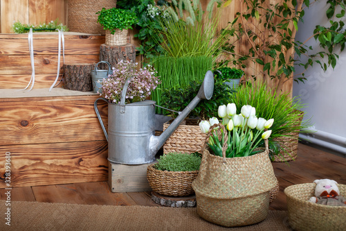 Fototapeta Naklejka Na Ścianę i Meble -  White tulips flowers in a basket. interior of spring yard. Rustic terrace. Veranda in spring decor. Closeup of flower pots with plants, garden tools and watering can. young plants growing in garden