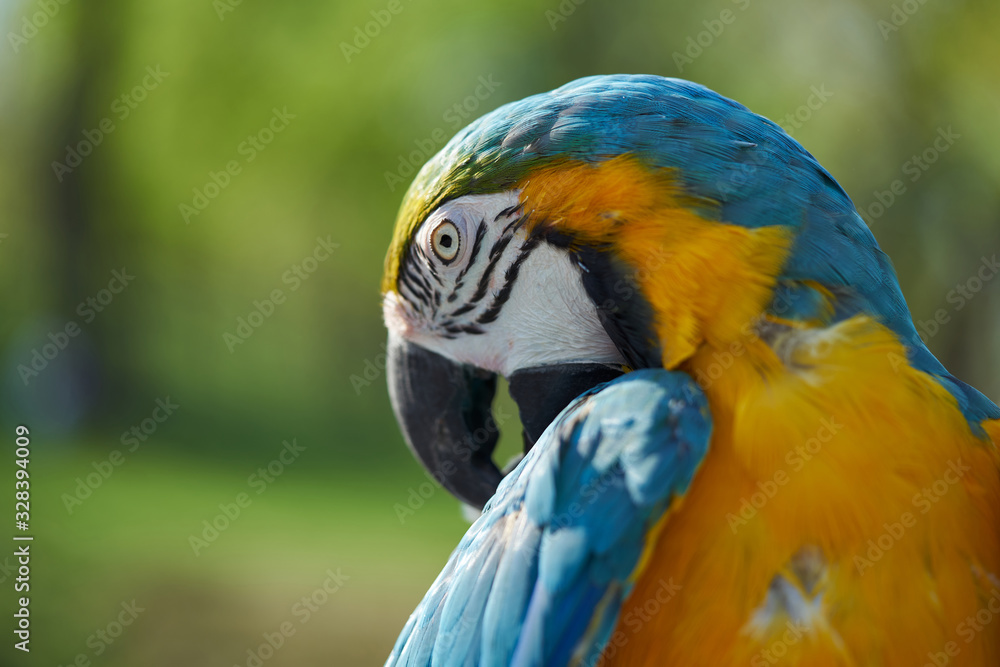 Blue-and-yellow macaw. The parrot is cleaning its feathers.