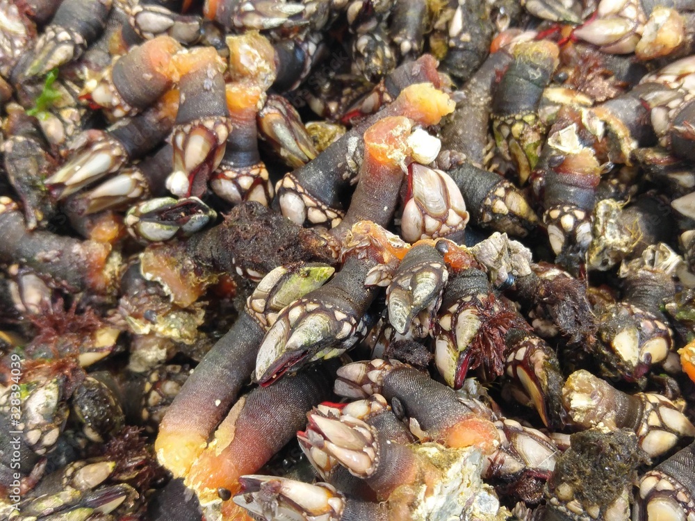 Frische Entenmuscheln an einem Stand in der Markthalle von Santiago de Compostela