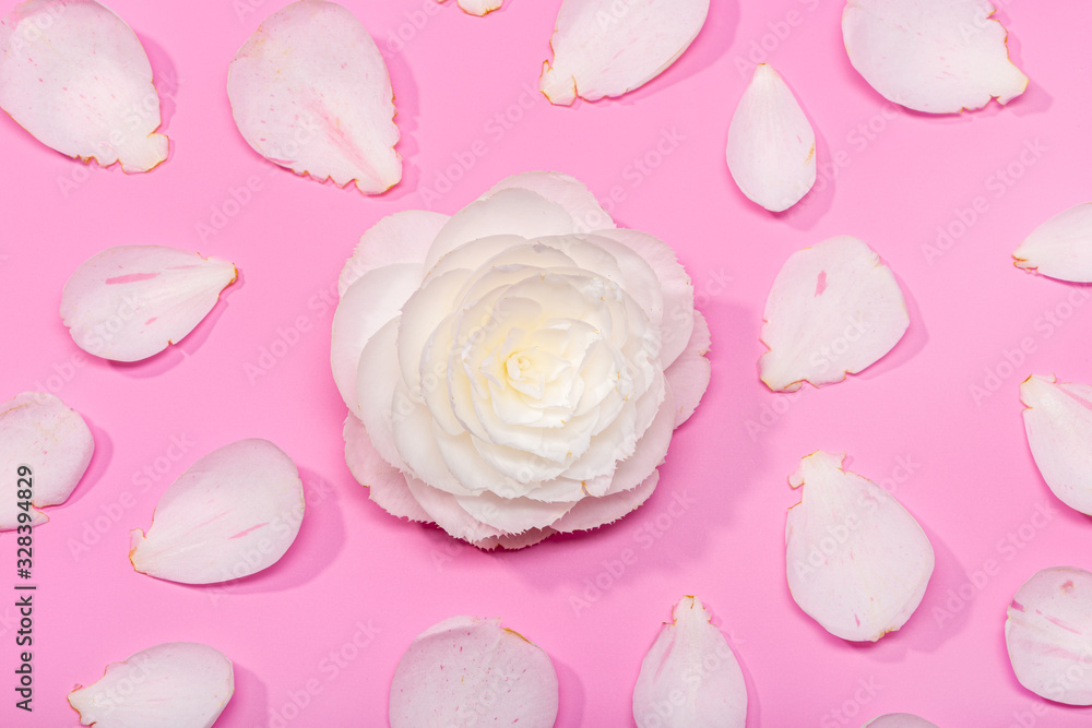 beautiful floral background with a camellia flower and petals on a pink background beautiful floral background with a camellia flower and petals on a pink background