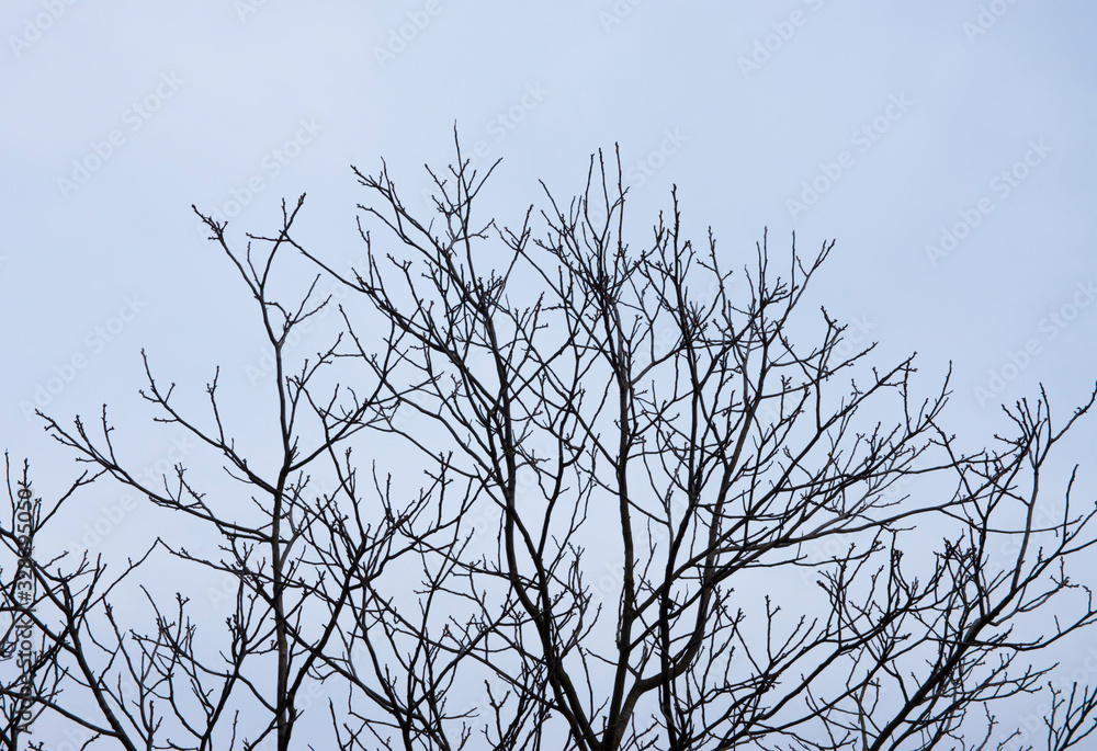dry tree with blue sky on the background