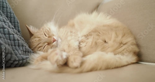 Cute ginger cat is sleeping on beige couch. Fluffy pet is comfortably settled for nap. Cozy home.