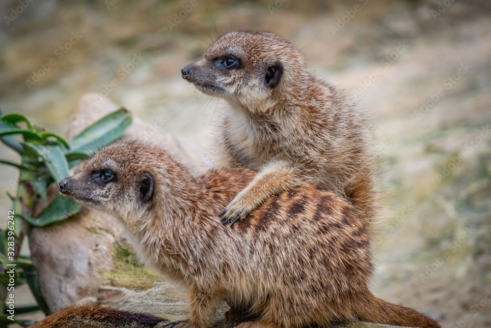 Fototapeta premium Two Meerkat suricattas standing next to each other