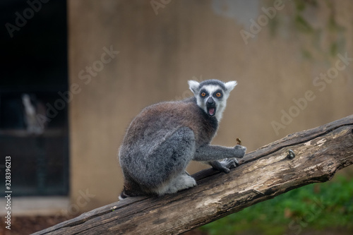 Lemur on a tree with funny face