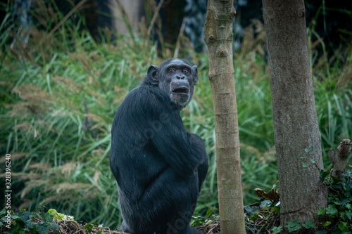 Surprised Chimpanzee with funny face © Adalbert