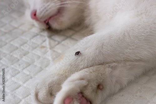 a tick on a white cat's paw. danger of getting tick-borne diseases  