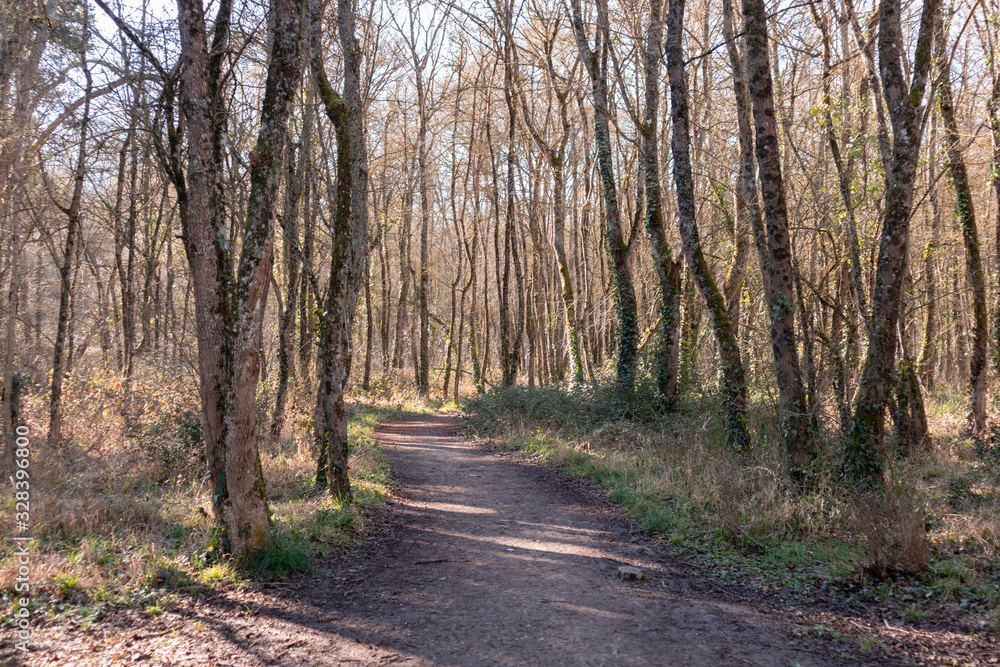 Road in the middle of the forest, surrounded by tall trees and nature in Armentia, Vitoria-Gasteiz, Basque Country, Spain Road in the middle of the forest, surrounded by tall trees and nature in Armentia, Vitoria-Gasteiz, Basque Country, Spain