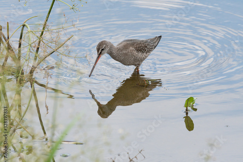 Dunkler Wasserläufer an einem See in der Eifel photo