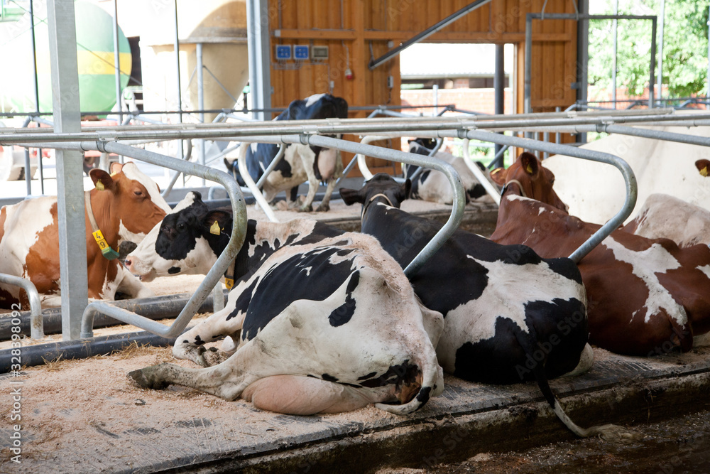 Milchkühe im Boxenlaufstall Stock Photo | Adobe Stock