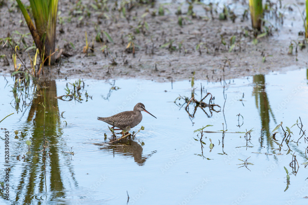Dunkler Wasserläufer an einem See in der Eifel Dunkler Wasserläufer an einem See in der Eifel
