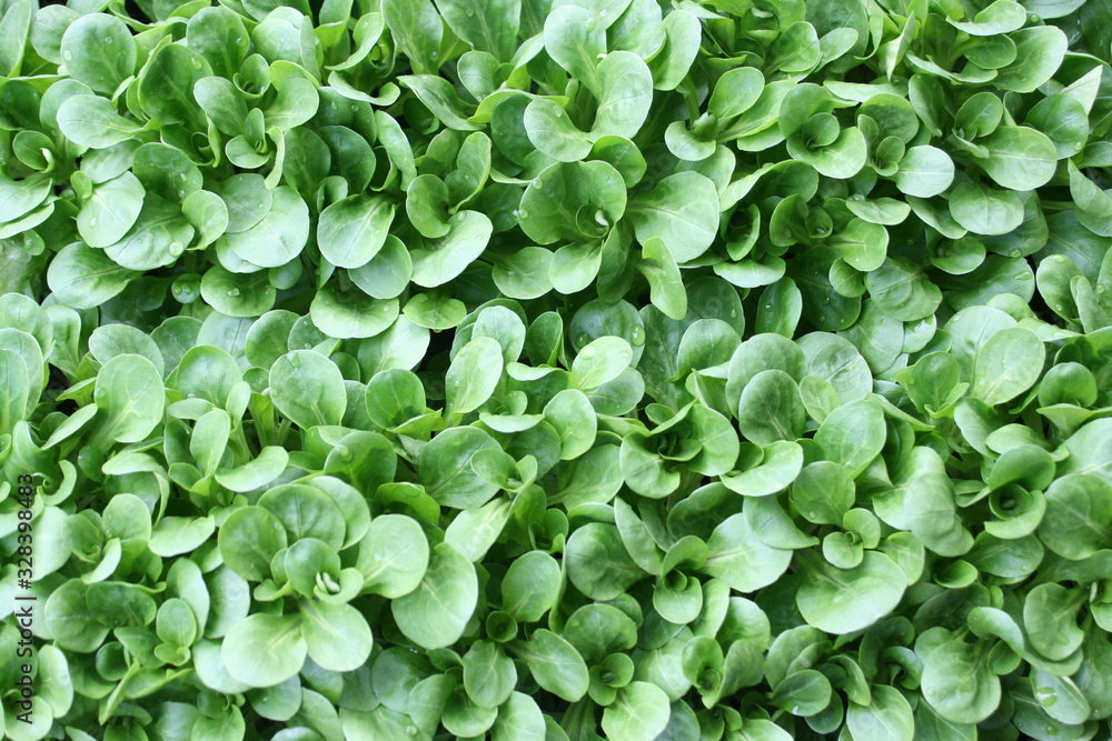 Hintergrund Feldsalat. Blattsalat. Hintergrund Feldsalat. Blattsalat.