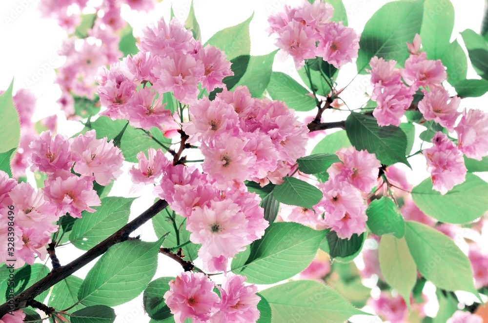 Fototapeta premium Blossom tree over white background. Spring flowers. Spring Background