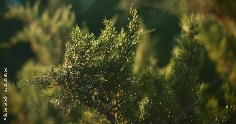 Close up of thuja cypress tree outside at sunset, slow motion.