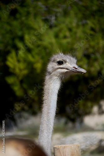 The friendly ostrich looking with her curious eyes