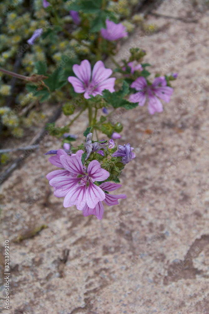 Small flowers discarding on the green mantle. Small flowers discarding on the green mantle.